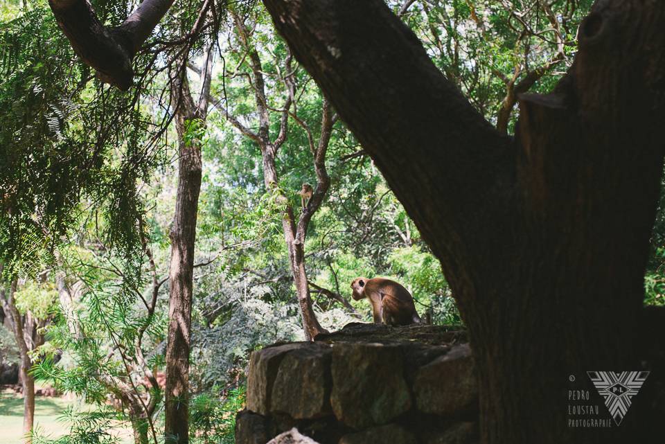guardian monkey - photographe la baule - © Pedro Loustau 2014 - www.photographelabaule.com