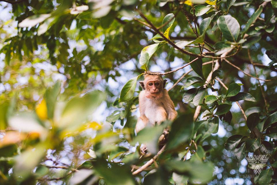 monkey - photographe la baule - © Pedro Loustau 2014 - www.photographelabaule.com