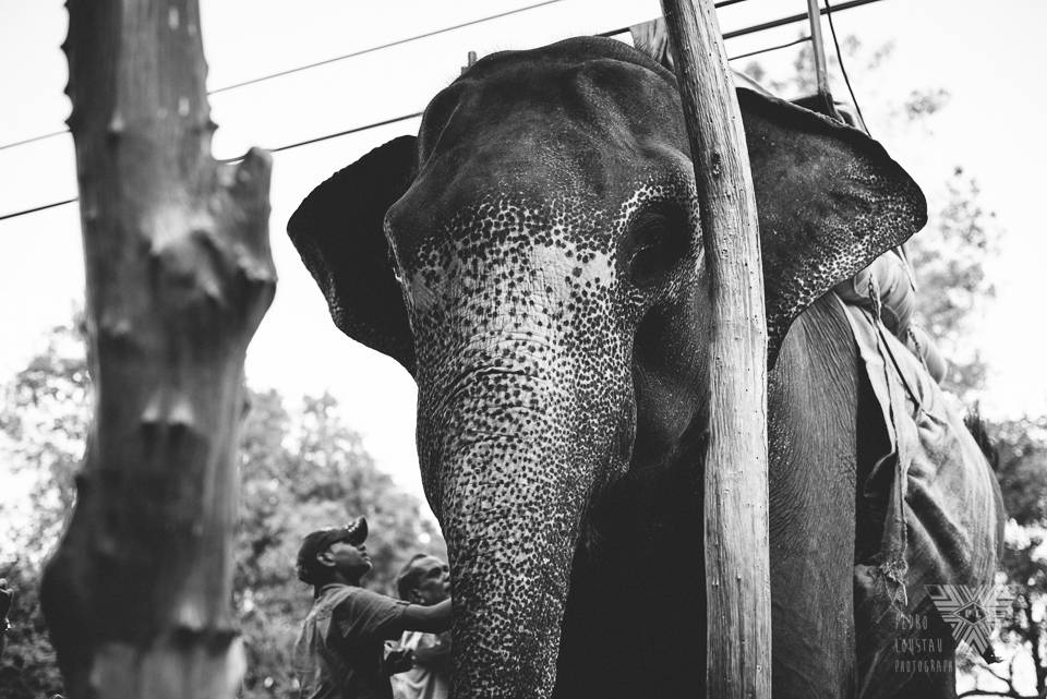 elephant bw - photographe la baule - © Pedro Loustau 2014 - www.photographelabaule.com