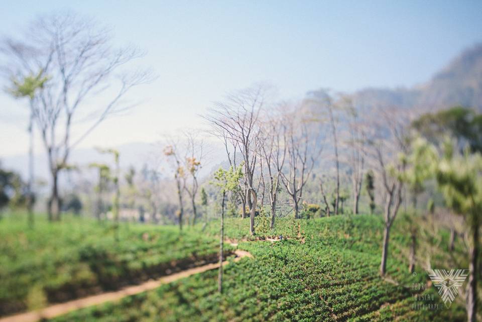 champs de thé - © Pedro Loustau 2014 - photographe la baule - www.photographelabaule.com