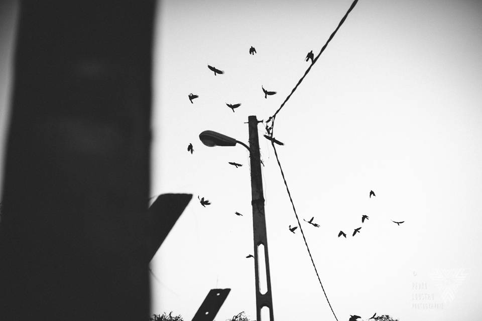 flying craws - photographe la baule - © Pedro Loustau 2014 - www.photographelabaule.com