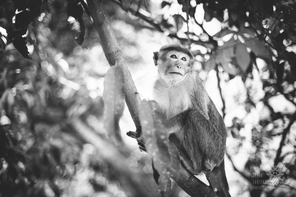 monkey in a tree - ©Pedro Loustau 2014 - photographe la baule - www.photographelabaule.com