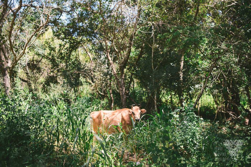 vache sacré - ©Pedro Loustau 2014 - photographe la baule - www.photographelabaule.com