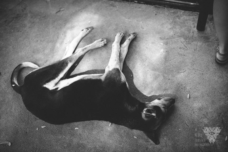 sleeping dog - ©Pedro Loustau 2014 - photographe la baule - www.photographelabaule.com