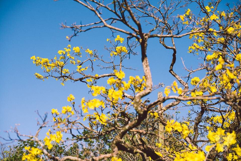yellow tree - photographe la baule - © Pedro Loustau 2014 - www.photographelabaule.com