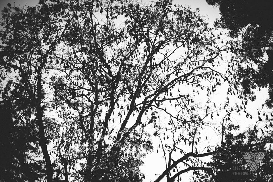 bat tree - photographe la baule - © Pedro Loustau 2014 - www.photographelabaule.com